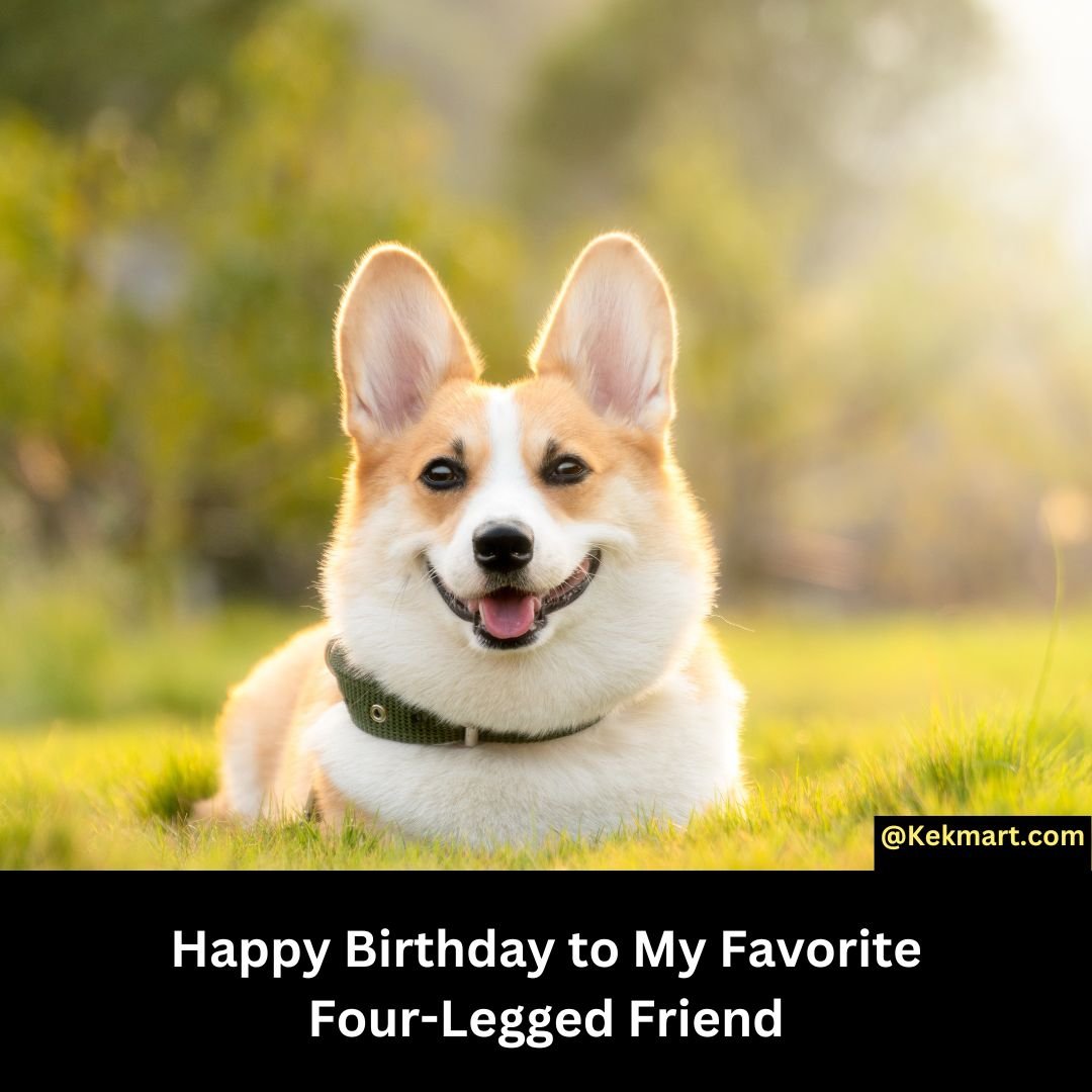 Happy Birthday Wishes For Dogs: Celebrating Your Pooch's Special ...